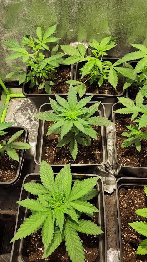 Red Hot Cookies - Sweet Seeds