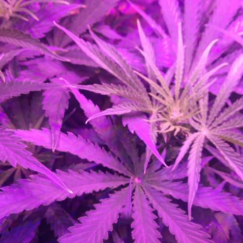 Sensi skunk auto. Week 6 - Just starting to flower