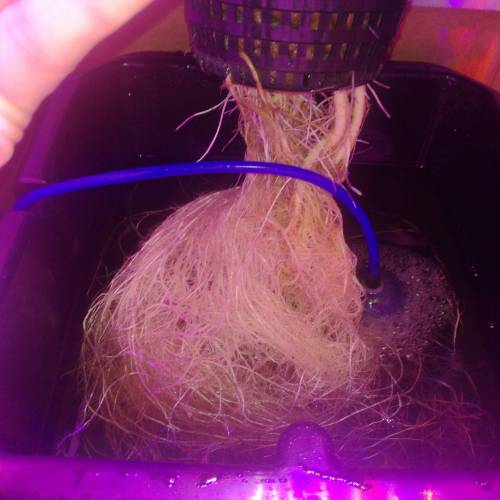 Sensi skunk auto. Week 6 - Roots...yea baby