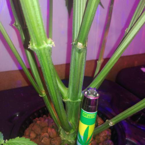 Sensi skunk auto. Week 6 - Check out that stalk