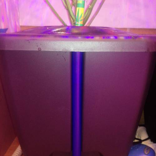 Sensi skunk auto. Week 6 - 10 ltr dwc