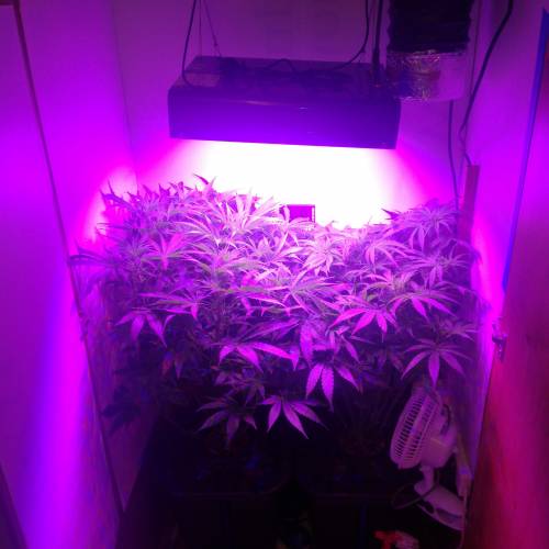 Sensi skunk auto. Week 6 - Wardrobe setup 2 plants UK