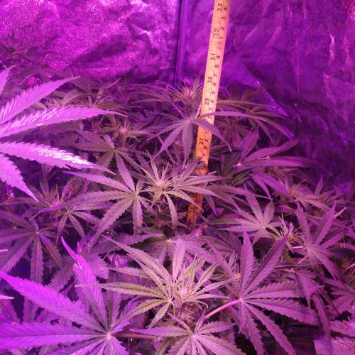 Sensi skunk auto. Week 7