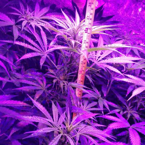 Sensi skunk auto. Week 7