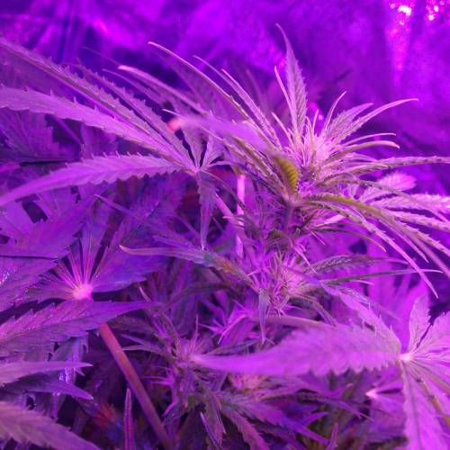 Sensi skunk auto. Week 7