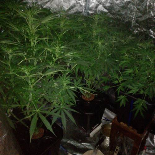 Sensi skunk auto. Week 7