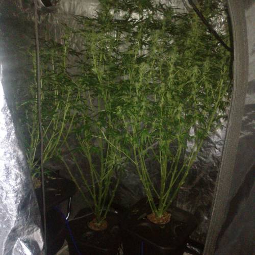 Sensi skunk auto. Week 8