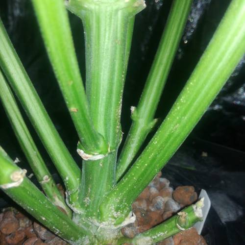 Sensi skunk auto. Week 8