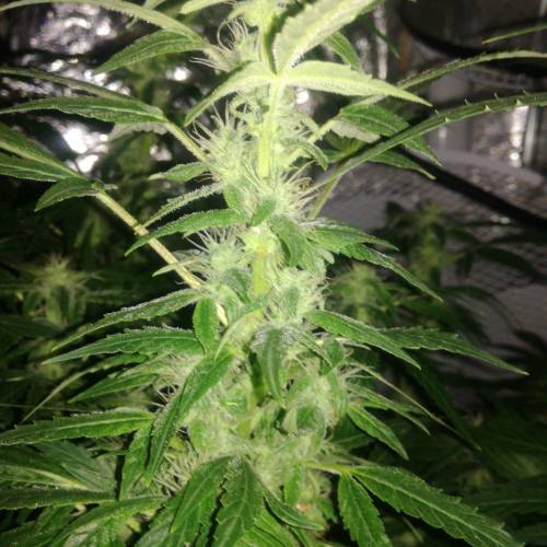 Sensi skunk auto. Week 8