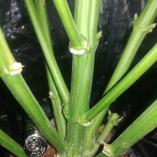 Sensi skunk auto. Week 8