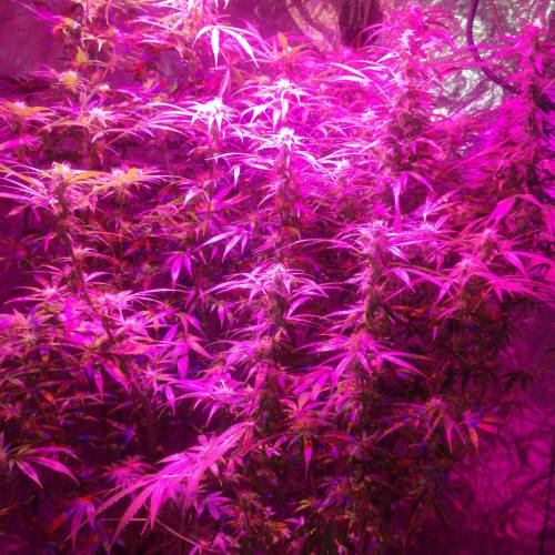 Sensi skunk auto. Week 8