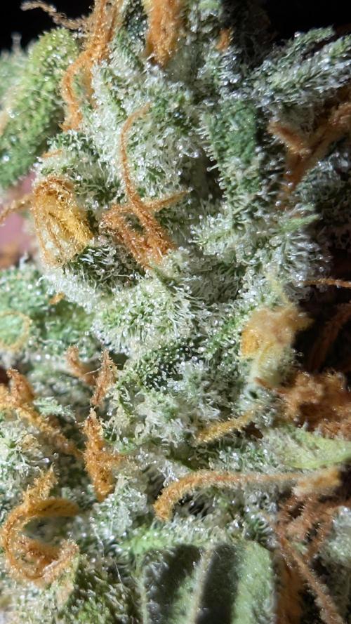 Fast Buds - Pound cake. Week 8