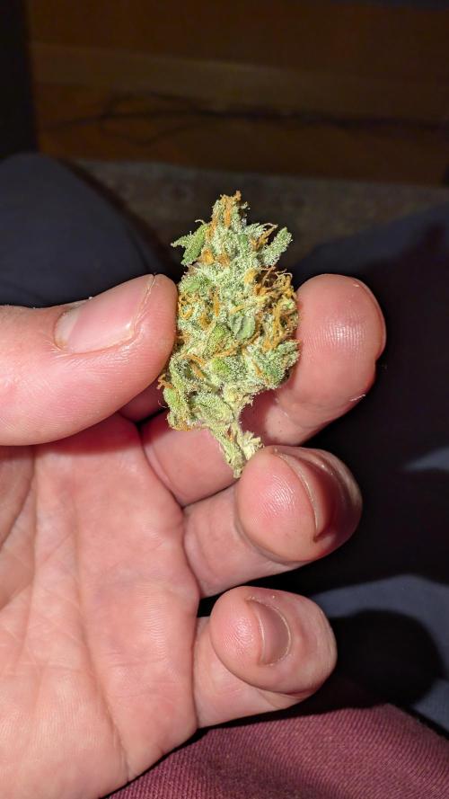 Fast Buds - Pound cake. Week 8