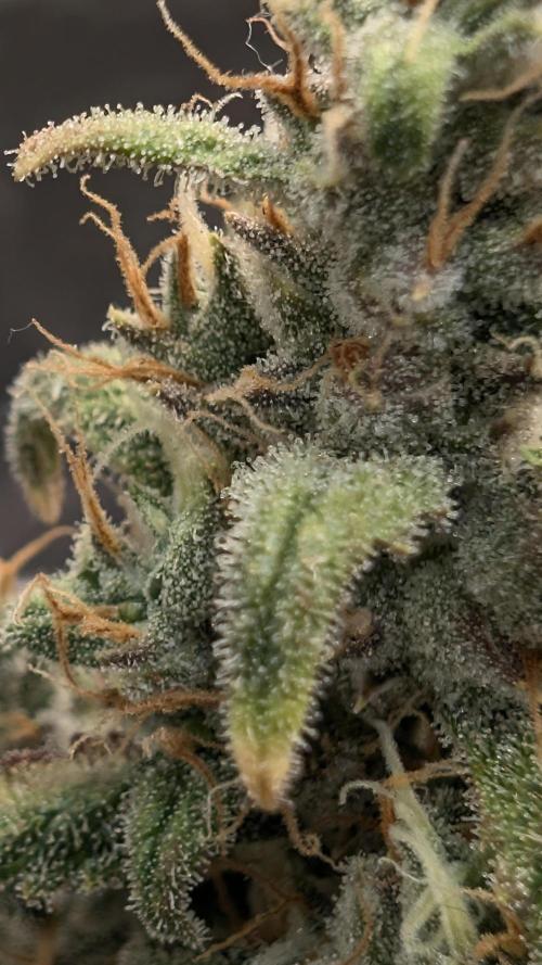 Fast Buds - Pound cake. Week 8