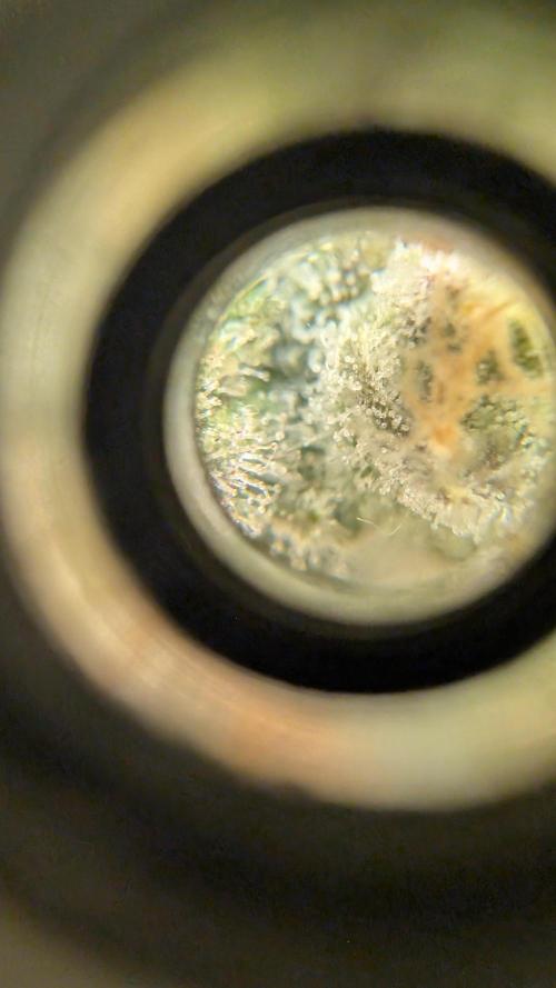 Fast Buds - Pound cake. Week 8