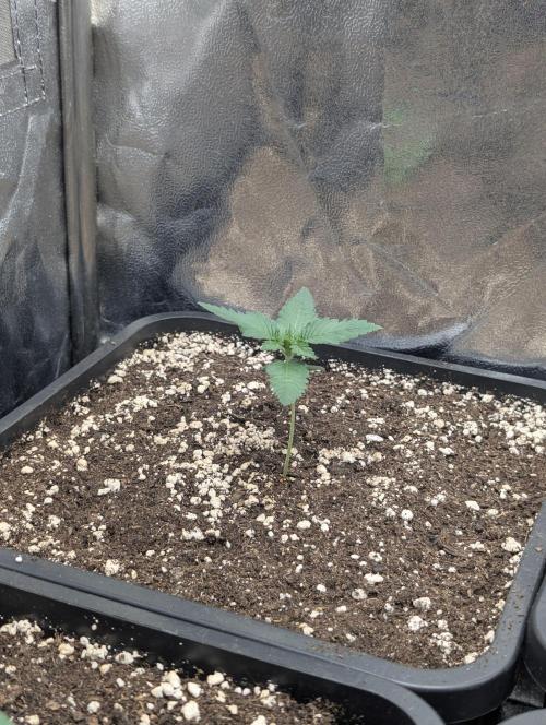 Purple haze/lemon cherry sundae auto 🍒. Week 2 - day 7