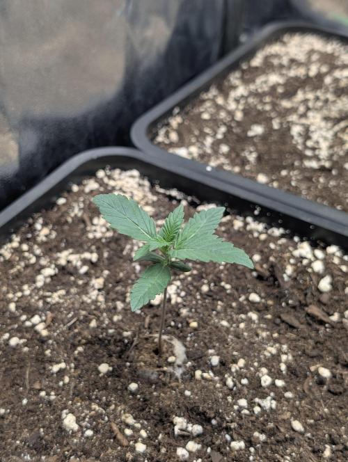 Purple haze/lemon cherry sundae auto 🍒. Week 2 - day 7