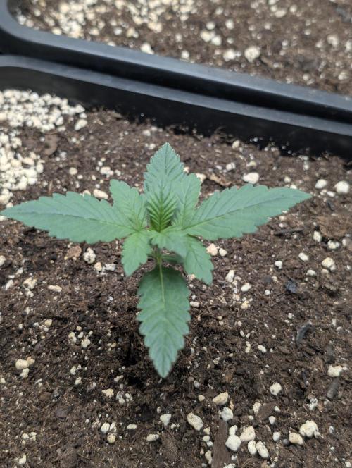 Purple haze/lemon cherry sundae auto 🍒. Week 2 - day 7