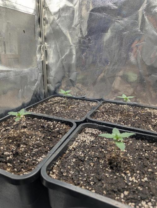 Purple haze/lemon cherry sundae auto 🍒. Week 2 - day 6