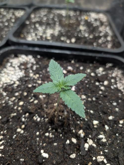 Purple haze/lemon cherry sundae auto 🍒. Week 2 - day 6 