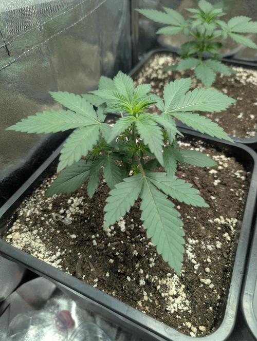 Purple haze/lemon cherry sundae auto 🍒. Week 3 - lcs day 14