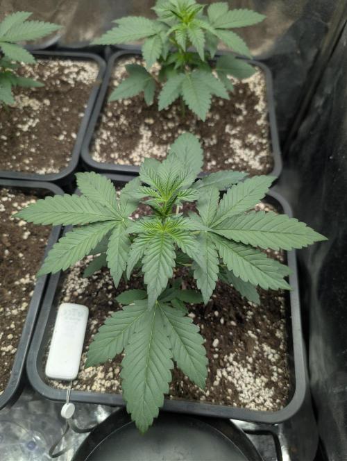 Purple haze/lemon cherry sundae auto 🍒. Week 3 - purple haze 