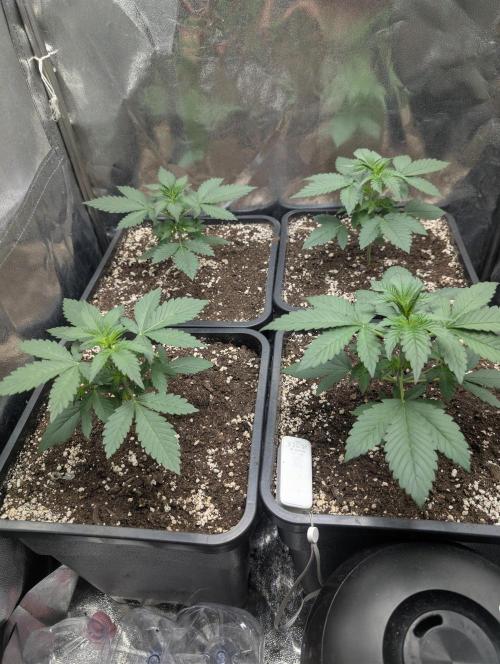 Purple haze/lemon cherry sundae auto 🍒. Week 3 - 14 days 