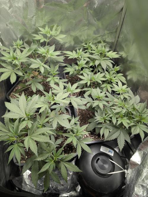Purple haze/lemon cherry sundae auto 🍒. Week 4