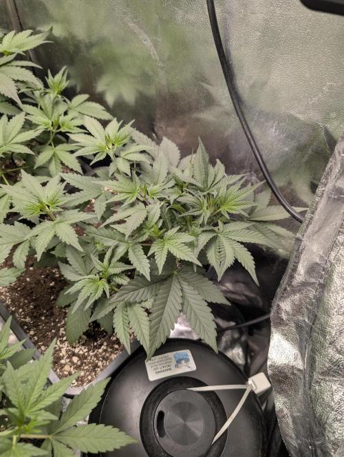 Purple haze/lemon cherry sundae auto 🍒. Week 4 - purple haze n.3