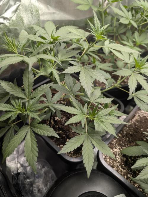Purple haze/lemon cherry sundae auto 🍒. Week 4 - lemon cherry sundae 
