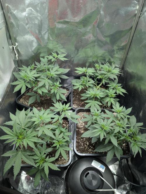 Purple haze/lemon cherry sundae auto 🍒. Week 4 - day 20