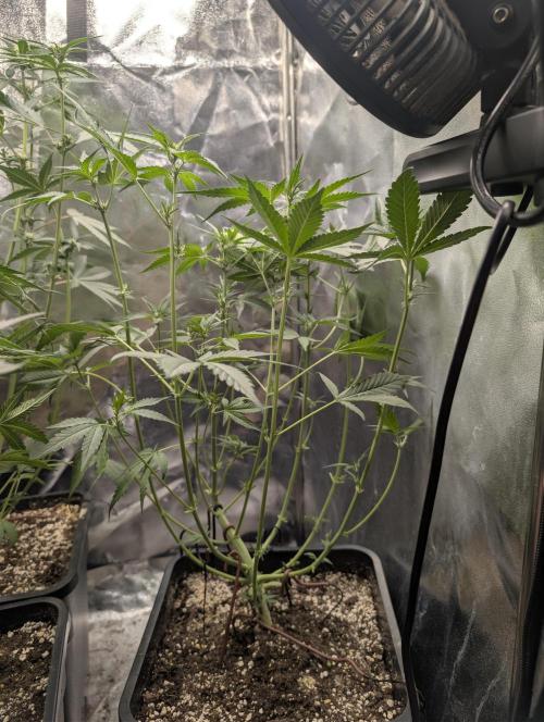 Purple haze/lemon cherry sundae auto 🍒. Week 5 - purple haze - After defoliation 