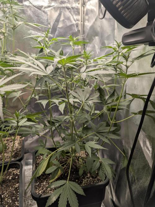 Purple haze/lemon cherry sundae auto 🍒. Week 5 - purple haze - before defoliation