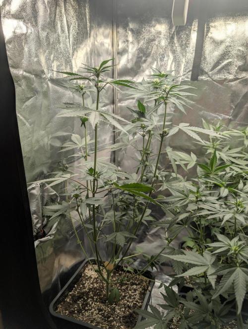 Purple haze/lemon cherry sundae auto 🍒. Week 5 - they dont look purple yet 