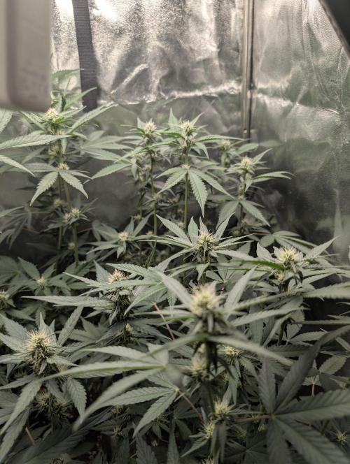 Purple haze/lemon cherry sundae auto 🍒. Week 6