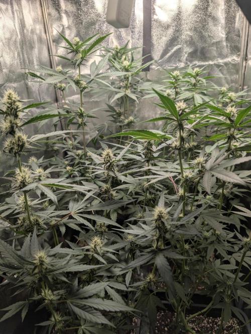 Purple haze/lemon cherry sundae auto 🍒. Week 6 - day 37