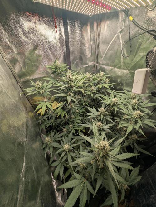 Purple haze/lemon cherry sundae auto 🍒. Week 7 - welcome to the jungle 🌲🌿