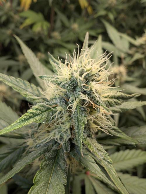 Purple haze/lemon cherry sundae auto 🍒. Week 7 - no purple btw 