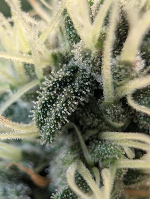 Purple haze/lemon cherry sundae auto 🍒. Week 7 - nice thrycomes 