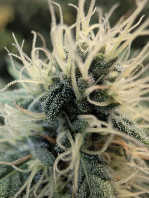Purple haze/lemon cherry sundae auto 🍒. Week 7 - dai 42
