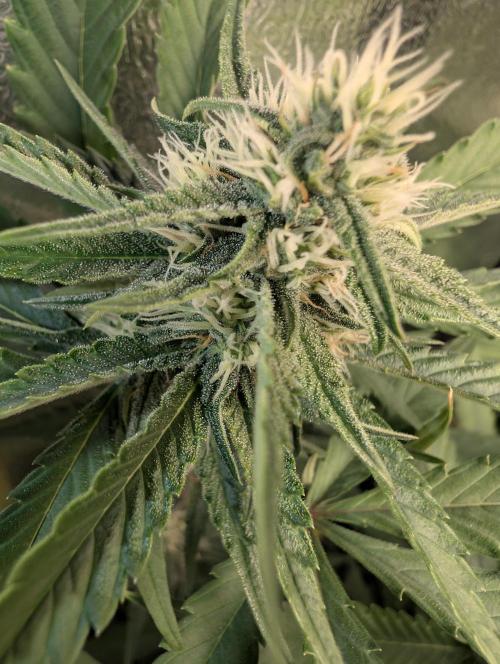 Purple haze/lemon cherry sundae auto 🍒. Week 7