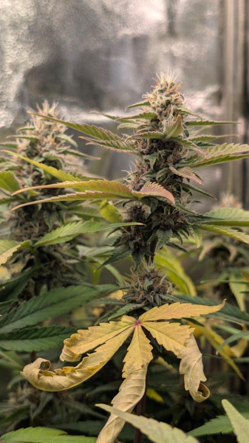 Purple haze/lemon cherry sundae auto 🍒. Week 8