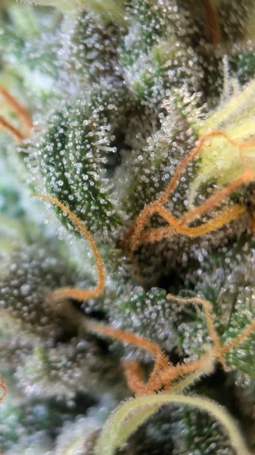 Purple haze/lemon cherry sundae auto 🍒. Week 8