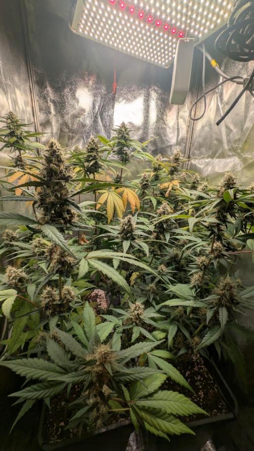 Purple haze/lemon cherry sundae auto 🍒. Week 8