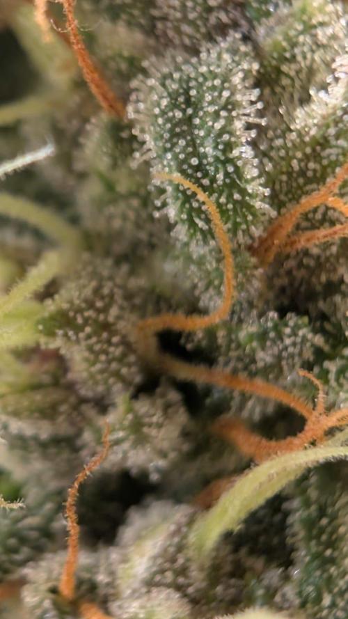 Purple haze/lemon cherry sundae auto 🍒. Week 8