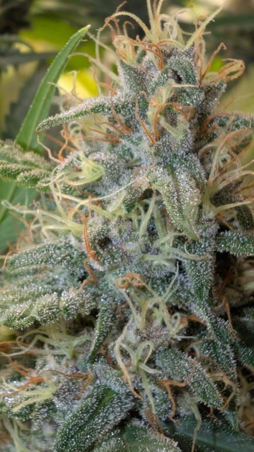 Purple haze/lemon cherry sundae auto 🍒. Week 8