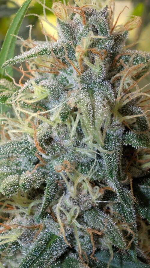 Purple haze/lemon cherry sundae auto 🍒. Week 8