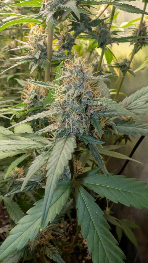 Purple haze/lemon cherry sundae auto 🍒. Week 8