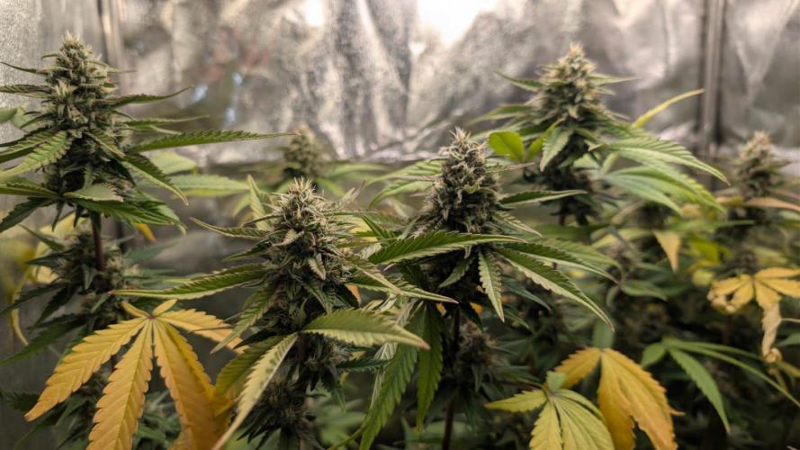Purple haze/lemon cherry sundae auto 🍒. Week 8