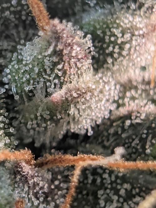 Purple haze/lemon cherry sundae auto 🍒. Week 8